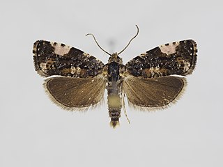 <i>Argyroploce externa</i> Species of moth