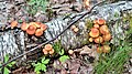 * Nomination Armillaria mushrooms on a birch trunk. Gladyshevsky reserve: Kurortny District, St. Petersburg --Александр Байдуков 10:59, 21 June 2021 (UTC) * Decline  Request Taxa name in the file description --Moroder 17:32, 24 June 2021 (UTC) * Question Did I make the corrections correctly?. -- Александр Байдуков 18:18, 24 June 2021 (UTC)  Oppose Imo a bit grainy & oversharpened, only the right mushroom caps are in full focus, sorry. --Nefronus 19:43, 26 June 2021 (UTC)