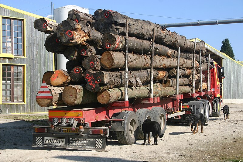 File:Arrivée d'un grumier dans le clos de l'entreprise des Frères Allot.jpg