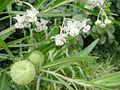 Vignette pour Asclepias physocarpa