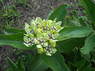 <i>Asclepias viridis</i> Species of plant