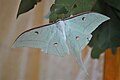 Indian Luna Moth in Chhattisgarh Forest