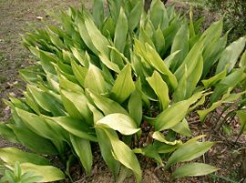 Aspidistra elatior