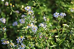 Aster yomena