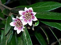 Atherosperma moschatum, svart sassafras