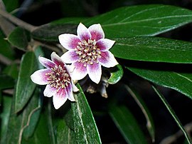 Atherosperma moschatum subsp. integrifolium