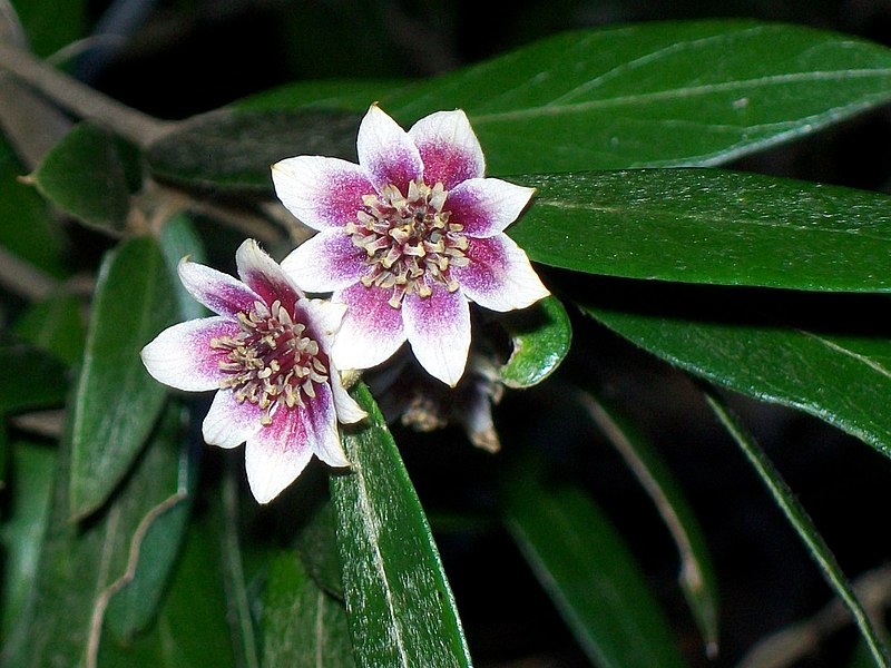 File:Atherosperma - Leura3.jpg