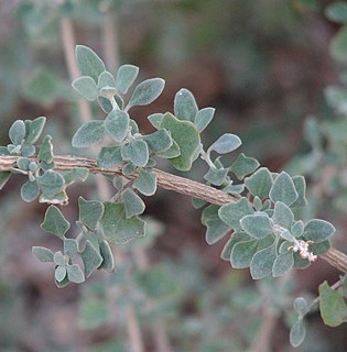 <i>Atriplex amnicola</i> Species of flowering plant