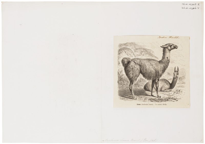 File:Auchenia lama - 1700-1880 - Print - Iconographia Zoologica - Special Collections University of Amsterdam - UBA01 IZ21600100.tif