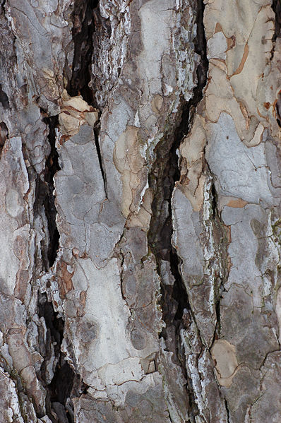 File:Austrian Pine Pinus nigra Bark Closeup 2000px.jpg