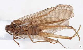 <i>Austromerope poultoni</i> Species of insect