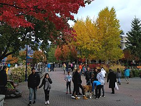 Autumn colours and plenty of dogs to pet (37560004544).jpg