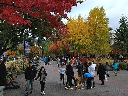 Autumn colours and plenty of dogs to pet (37560004544).jpg