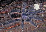 Thumbnail for Avicularia juruensis