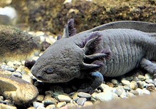 Der Axolotl ist ein aquatil le