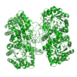 Betain-Homocystein-Methyltransferase