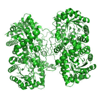 <span class="mw-page-title-main">Betaine—homocysteine S-methyltransferase</span> Class of enzymes