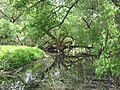 Naturmemorindaĵo Bašnov