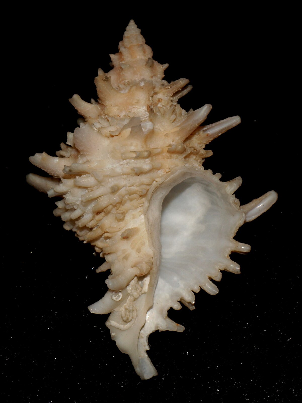 Babelomurex tosanus - Wikipedia