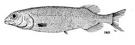 Bajacalifornia megalops