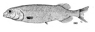 <i>Bajacalifornia</i> Genus of fishes