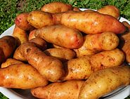 Bamberger Hörnla, an old potato variety from Franconia