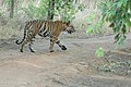 * Nomination Tigers at Bandhavgarh-kanha --Fitindia 18:25, 6 December 2018 (UTC) * Decline  Oppose Insufficient quality, sorry. It lacks colours, tiger is going somewhere else, only 3MB --Podzemnik 21:04, 9 December 2018 (UTC)