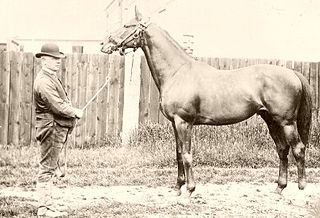 Barcaldine (horse) horse