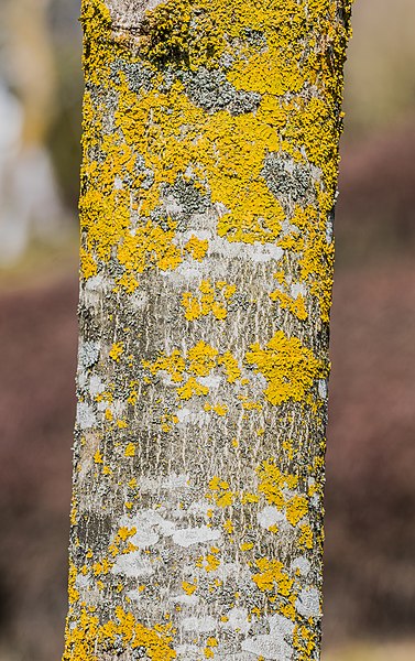 File:Bark of Juglans regia.jpg