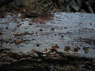 <i>Basidiodendron</i> Genus of fungi