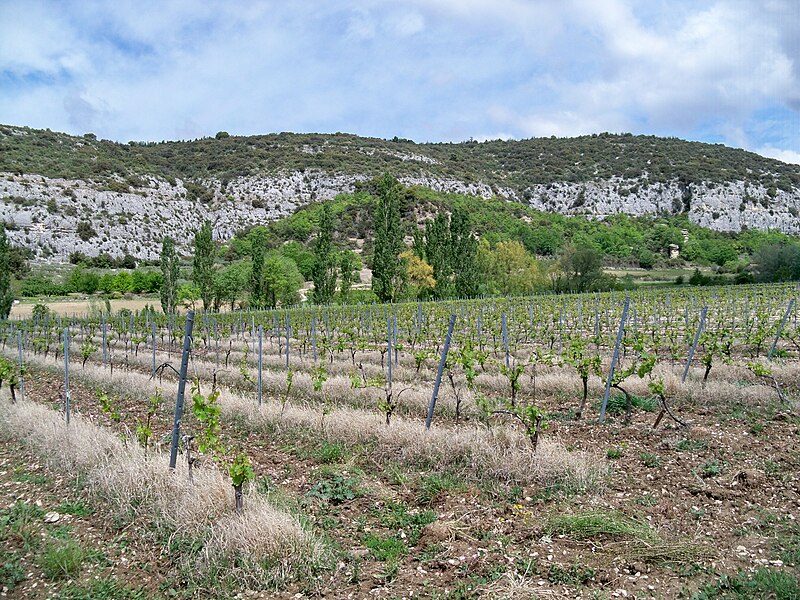 File:Beaumont - vignes.jpg