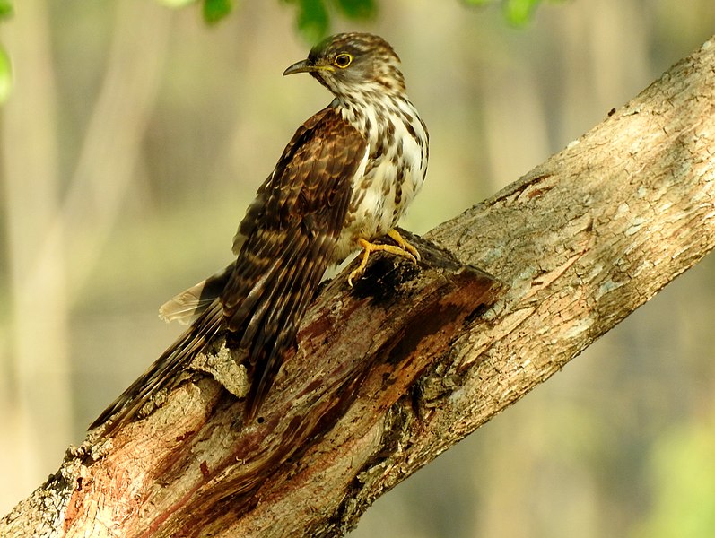 File:Beautiful Eagle on tree.jpg