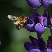 Bee and Lupinus.jpg