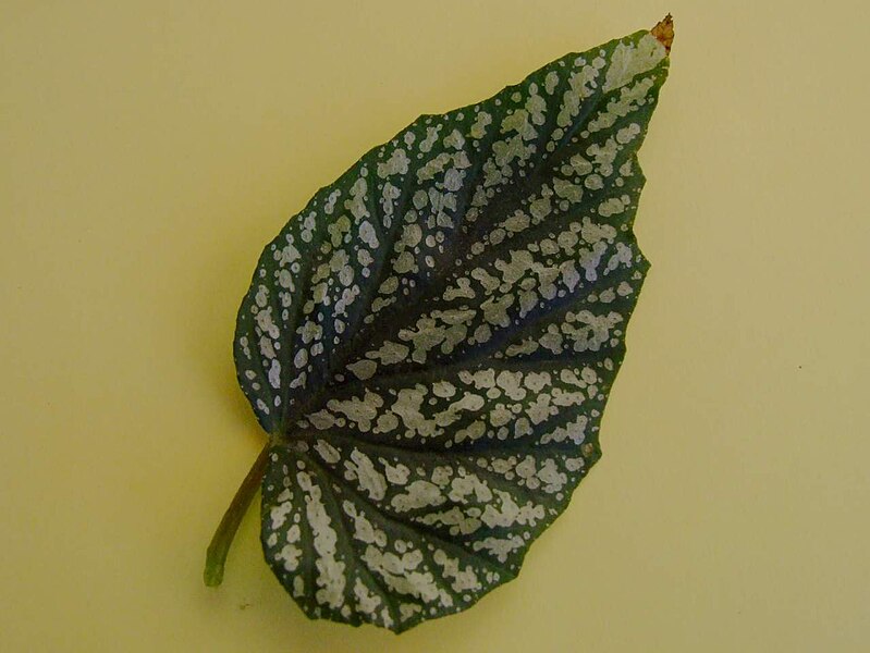 File:Begonia coralina a1.JPG