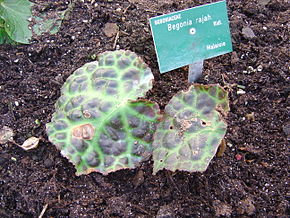 Descrierea imaginii Begonia_rajah.JPG.