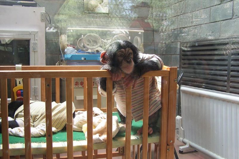 File:Beijing Zoo baby chimpanzee.jpg