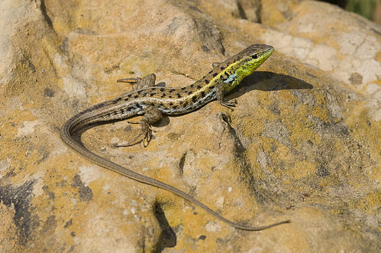 Сросшиеся ящерицы. Стройная змееголовка(ophisops elegans). Змееголовка ящерица. Закавказская ящурка. Лацертиды ящерицы.