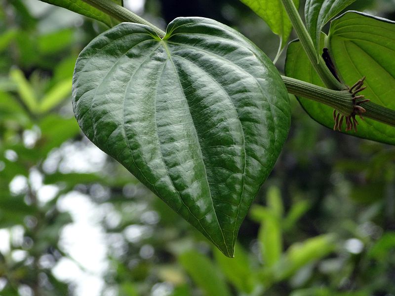 File:Betel leaf.JPG