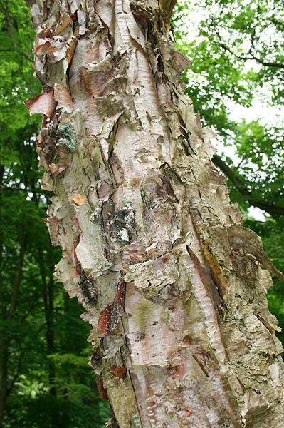 File:Betula davurica JPG1a.jpg