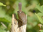 Thumbnail for File:Bewick's Wren 7746m.jpg