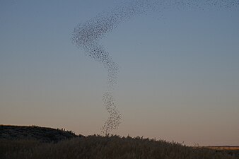 Swarm of birds in the summer Bitter Lake Swarm of Birds.jpg