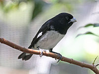 Seedeater, Black-and-white ♂ Sporophila luctuosa