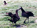 Black-footed Albatrosses dance2.jpg