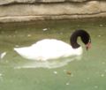 Black Necked Swan