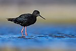 Thumbnail for Black stilt