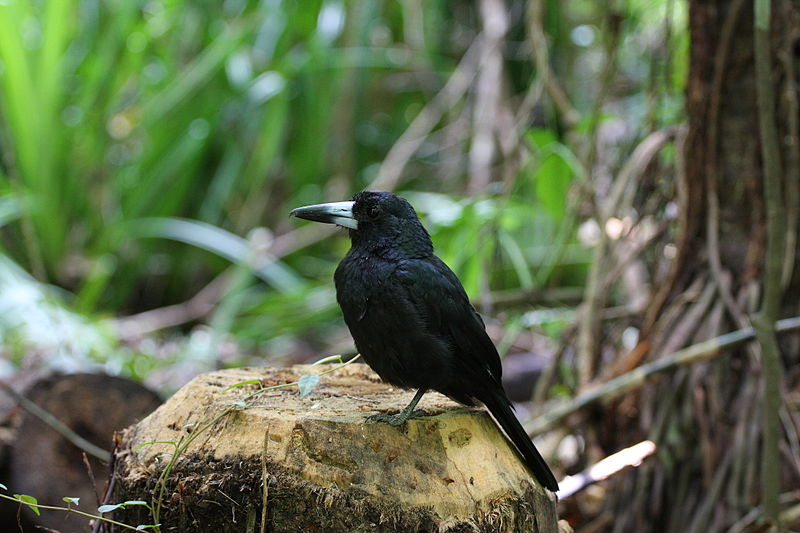 File:Black butcherbird on treestump.JPG
