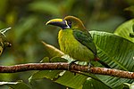 Thumbnail for Blue-throated toucanet