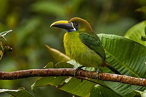 Blue-throated Toucanet açıklaması - Panama image H8O8999.jpg.