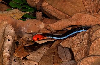 <i>Calliophis bivirgatus</i> Species of snake