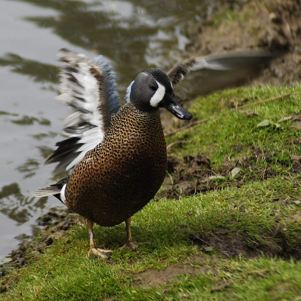 File:Blue winged teal clipped.jpg - Wikimedia Commons